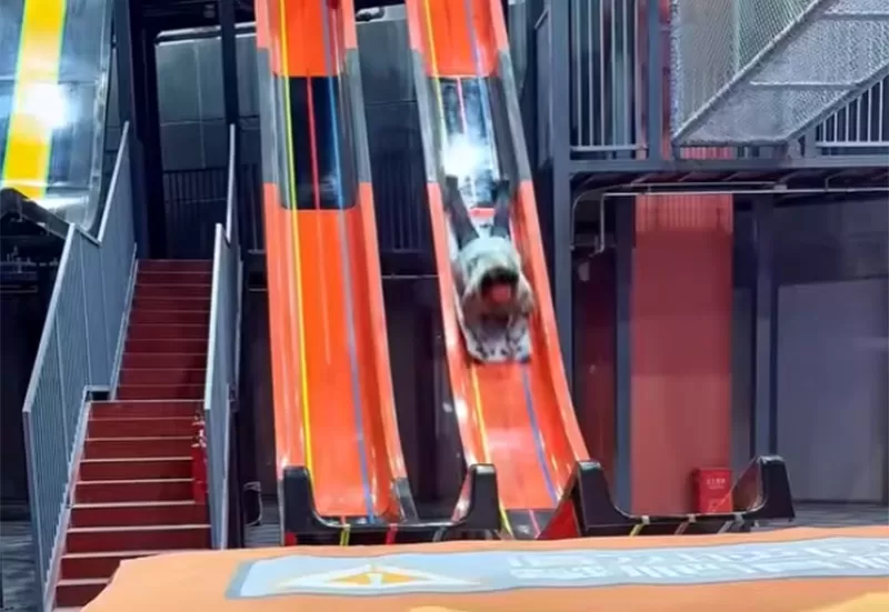 Giant Vertical Drop Slide